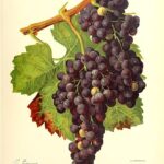 メルローの基礎知識｜ブドウの特徴と代表的な産地とワイン