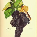 テンプラニーリョの基礎知識｜ブドウの特徴と生産地域、代表的なワイン