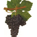 カベルネ・フランとは？味わいの特徴と主な産地、代表的なワイン