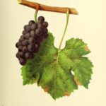 ピノグリ（ぶどう品種）の特徴と味わい、お勧めワイン