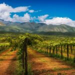 南アフリカのワイン生産地域「マイナーな産地を覗いてみよう」